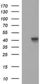 OCT4 Antibody in Western Blot (WB)