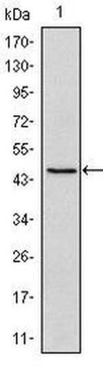 OCT4 Antibody in Western Blot (WB)