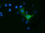 ODC1 Antibody in Immunocytochemistry (ICC/IF)