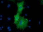 ODC1 Antibody in Immunocytochemistry (ICC/IF)