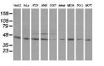 ODC1 Antibody in Western Blot (WB)