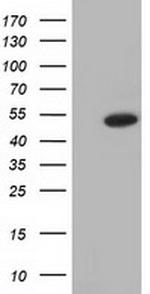 ODC1 Antibody in Western Blot (WB)