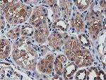 OGFOD1 Antibody in Immunohistochemistry (Paraffin) (IHC (P))