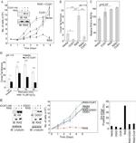 OGG1 Antibody in Western Blot (WB)