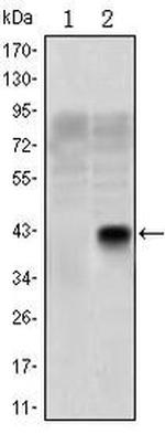 OLIG2 Antibody in Western Blot (WB)