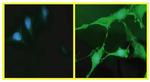 Phospho-AKT1 (Ser473) Antibody in Immunocytochemistry (ICC/IF)