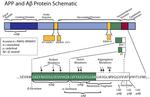 Amyloid Precursor Protein Antibody