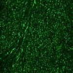 NEFM Antibody in Immunohistochemistry (Frozen) (IHC (F))