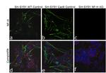 NF-H Antibody in Immunocytochemistry (ICC/IF)