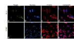 Amyloid Precursor Protein Antibody