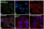 Vimentin Antibody in Immunocytochemistry (ICC/IF)