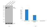 NEFM Antibody in Western Blot (WB)