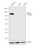 NEFM Antibody