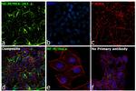 NEFM Antibody in Immunocytochemistry (ICC/IF)