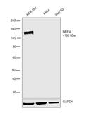 NEFM Antibody in Western Blot (WB)