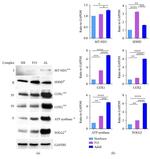 MTCO2 Antibody in Western Blot (WB)