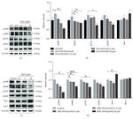 Phospho-Tau (Ser262) Antibody in Western Blot (WB)