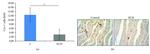 Cytochrome C Antibody in Immunohistochemistry (Paraffin) (IHC (P))