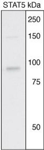 STAT5 alpha/beta Antibody in Western Blot (WB)