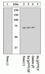 Phospho-SRC (Tyr418) Antibody in Western Blot (WB)