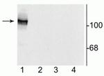 NMDAR1 Antibody in Western Blot (WB)