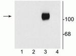 NMDAR1 Antibody in Western Blot (WB)