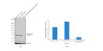 p38 MAPK Antibody in Western Blot (WB)