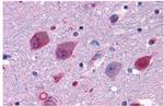 P2Y14 Antibody in Immunohistochemistry (Paraffin) (IHC (P))