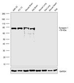 Synapsin 1 Antibody