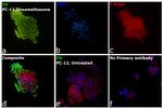 Tyrosine Hydroxylase Antibody in Immunocytochemistry (ICC/IF)