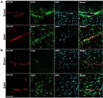 GFAP Antibody in Immunohistochemistry (IHC)