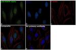 p38 MAPK Antibody in Immunocytochemistry (ICC/IF)