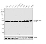 p38 MAPK Antibody in Western Blot (WB)