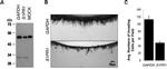 S1P1 Antibody in Western Blot (WB)