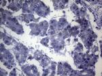 OPA3 Antibody in Immunohistochemistry (Paraffin) (IHC (P))