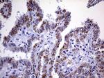 OPA3 Antibody in Immunohistochemistry (Paraffin) (IHC (P))