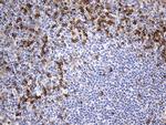 OPTN Antibody in Immunohistochemistry (Paraffin) (IHC (P))