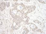 ORC3 Antibody in Immunohistochemistry (IHC)