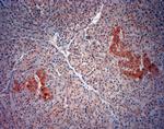 ATG4D Antibody in Immunohistochemistry (Paraffin) (IHC (P))