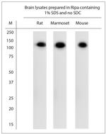 ATP1A1 Antibody in Western Blot (WB)