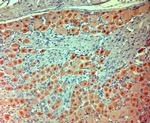 extracellular ASIC1 Antibody in Immunohistochemistry (Paraffin) (IHC (P))