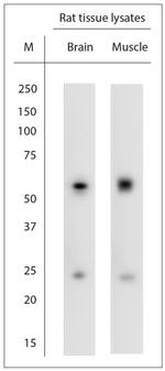 extracellular ASIC3 Antibody in Western Blot (WB)