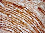 AQP2 Antibody in Immunohistochemistry (Paraffin) (IHC (P))