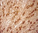 AQP2 Antibody in Immunohistochemistry (Paraffin) (IHC (P))