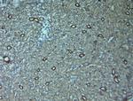 AQP3 Antibody in Immunohistochemistry (Paraffin) (IHC (P))