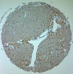 AQP3 Antibody in Immunohistochemistry (Paraffin) (IHC (P))