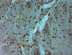 AQP9 Antibody in Immunohistochemistry (Paraffin) (IHC (P))