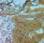 AQP9 Antibody in Immunohistochemistry (Paraffin) (IHC (P))