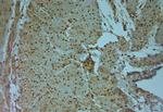 AQP9 Antibody in Immunohistochemistry (Paraffin) (IHC (P))