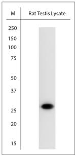 Artemin Antibody in Western Blot (WB)